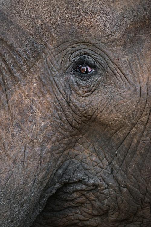 Gedetailleerde foto van olifantenoog met omringende huid