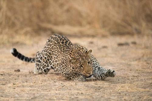 Leopard playing with fly in South Luangwa in Zambia