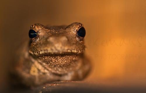 Foam Nest Tree Frog in close-up in Kafue in Zambia