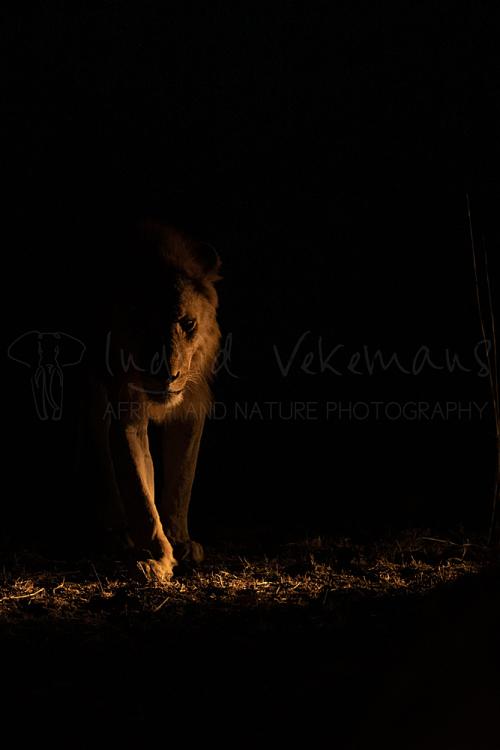 Leeuw stappend in het donker zijdelijngs belicht in South Luangwa in Zambia
