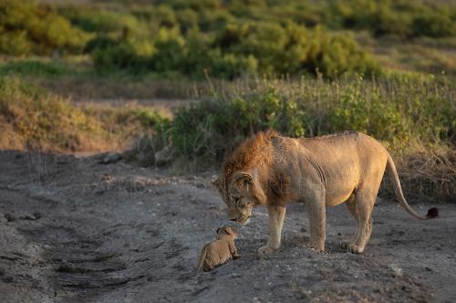 Male lion sniffing nose of baby lion cub