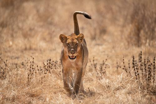 Leeuw in Selous tijdens Zuid-Tanzania Explorer fotosafari