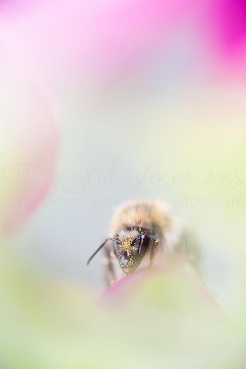 Honey bee sitting in Common Foxglove