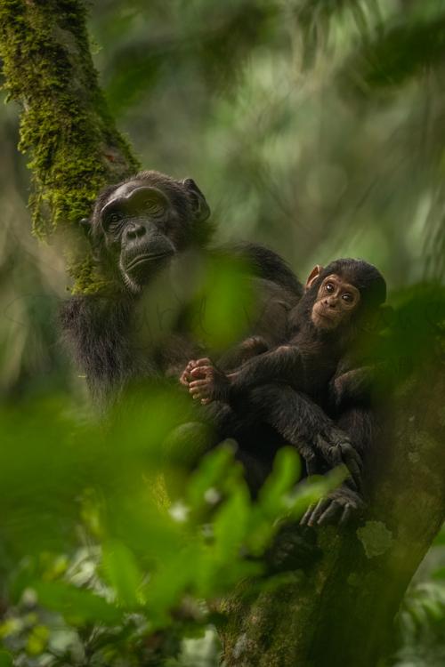 Close-up van moeder chimpansee en baby liggend in boom