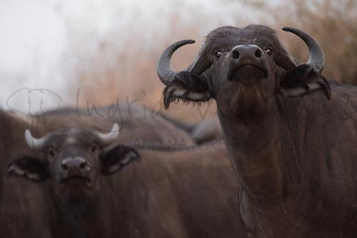 Buffels in Tarangire tijdens Tanzania Wildernis Safari fotosafari