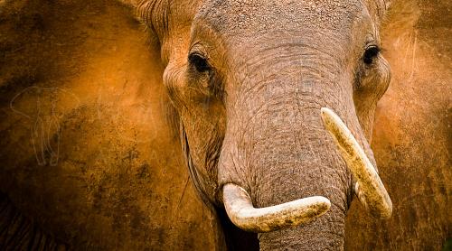 Roodgekleurde olifant met scheve slagtanden en gespreide oren in forntale close-up