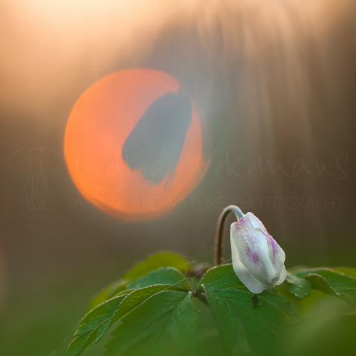 Wood anemone with reflection against rising sun