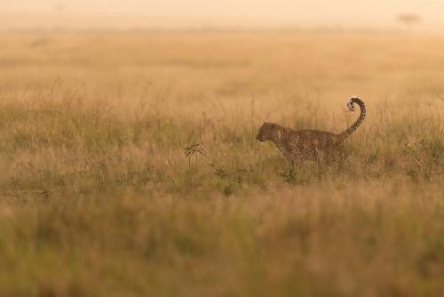 Luipaard stapt met staart omhoog doorheen gouden gras bij ochtendlicht