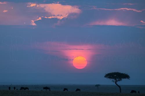 Gnoes grazend in open landschap met acaciaboom bij blauwe zonsopgang met roze zon en wolken