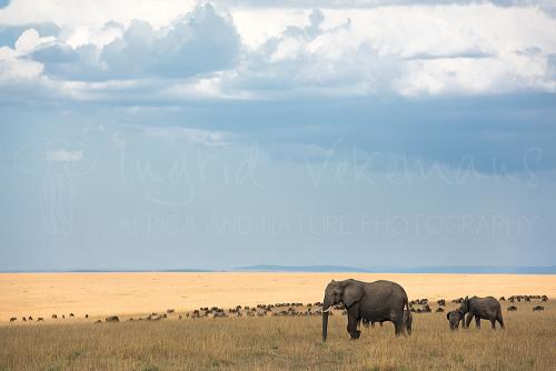 Three elephants walking in shade in grass with herd of wildebeest in sunlit grass in the background with a lot of blue sky and clouds