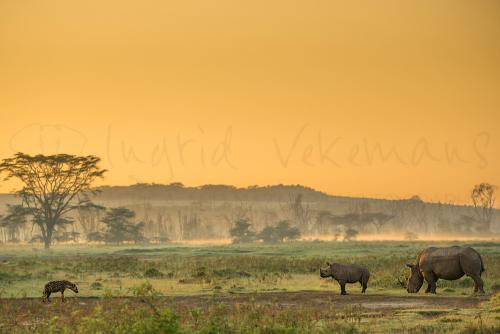 Jonge neushoorn en moeder staan tegenover gevlekte hyena in landschap met bomen en oranje lucht van zonsopgang boven de heuvels