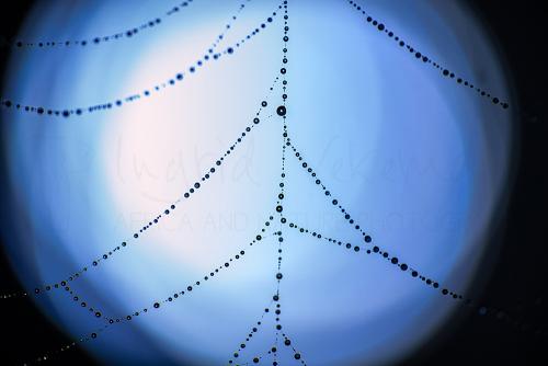 Ochtenddauw in spinnenweb bij zonsopgang