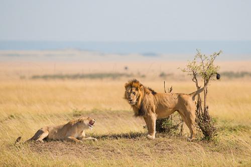 Koppel leeuwen in paring in confrontatie in landschap van savanne en oogcontact met de mannelijke leeuw