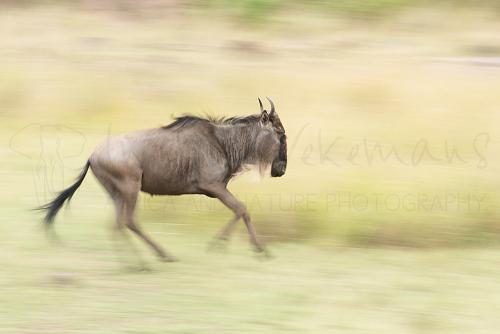 Wildebeest running with motion effect in legs and tail turning the background blurry
