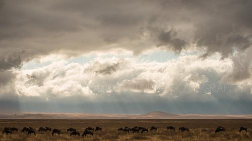 Gnoes in Ngorongoro tijdens Tanzania Wildernis Safari fotosafari