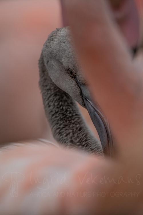 Close-up van flamingo tijdens workshop wildlifefotografie met Ingrid Vekemans