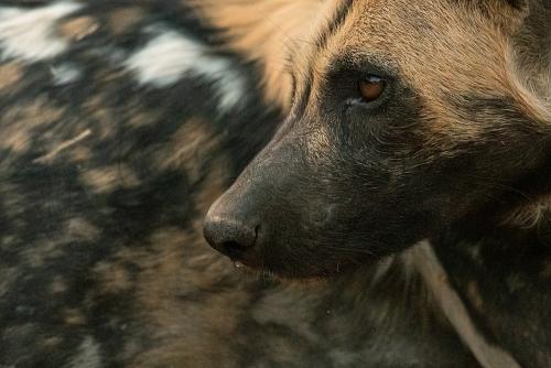 Close-up van kop van Afrikaanse wilde hond tegen achtergrond van vacht in South Luangwa in Zambia
