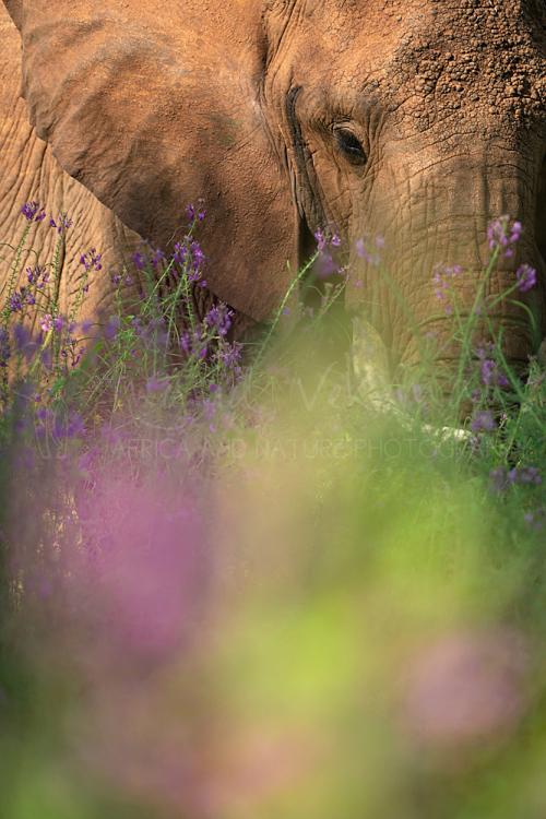 Close-up van rode olifant met een wazige voorgrond van roze en groene bloemen