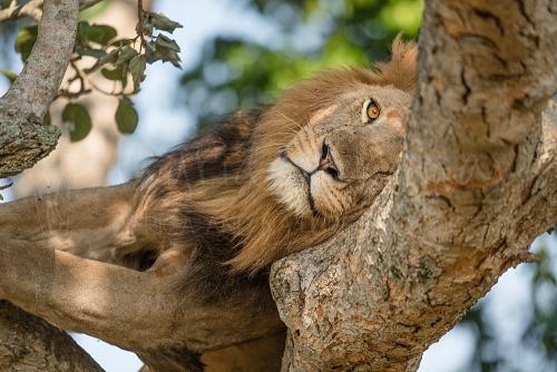 Male lion resting head on tree branch with one open sunlit eye looking straight at you