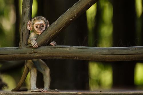 Baby meerkat aapje staat rechtop tussen tentpalen te kijken met groene achtergrond