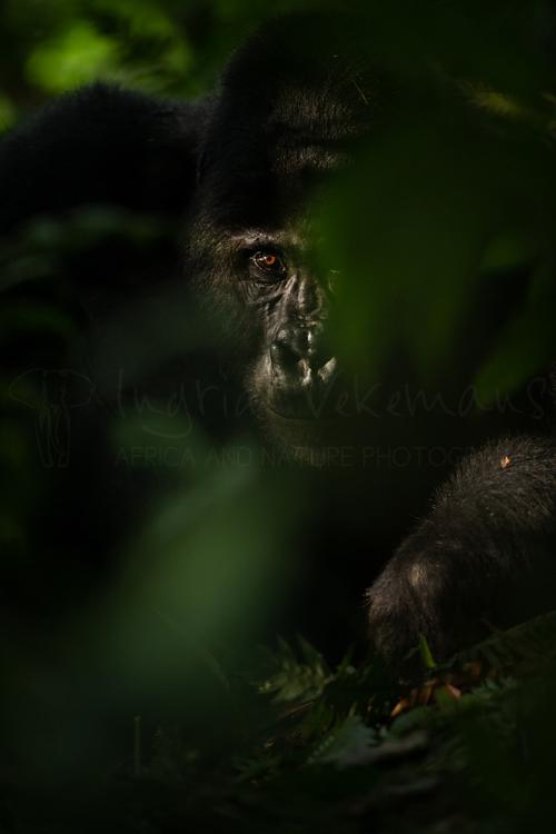 Zilverrug in Bwindi Impenetrable Forest National Park tijdens Oeganda, gorilla's, chimpansees en meer fotosafari