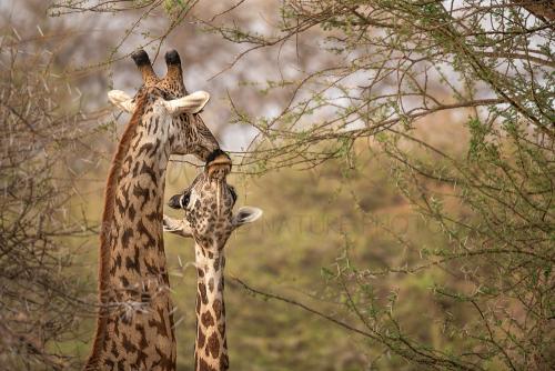 Giraffenkoppel kussend close-up in Tsavo West tijdens 'Over Maneaters en Rode Olifanten' fotosafari