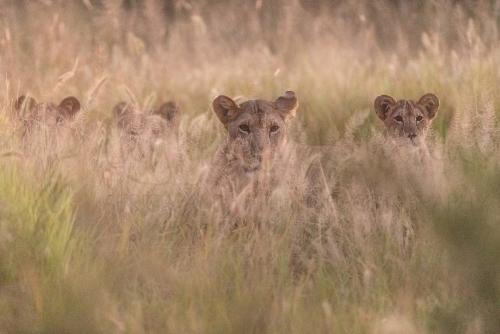 Lioness peaking through dry grass with cubs ears on both sides