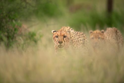 Cheetahs approaching through long grass with heads visible