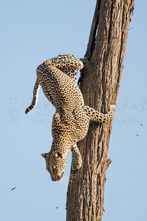 Luipaard klimt uit boom in Samburu National Reserve