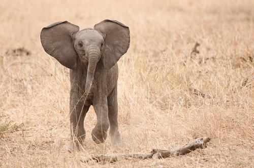 Little elephant with ears spread and lifted foot in dry grass scenery and frontal eye contact