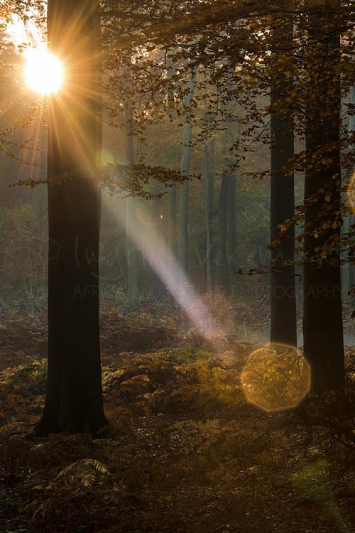 Autumn sunrise in the woods with flare