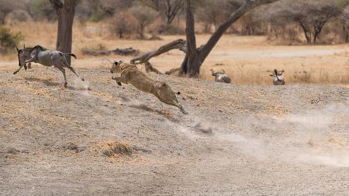 Lioness sprinting after young wildebeest in a dry landscape of sand and trees
