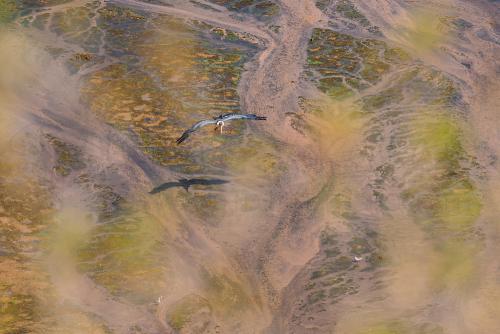 Top down view of flying marabu stork with own shadow over dry coloured river bed and vague foliage in the foreground