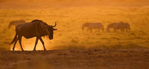 Wildebeest in golden dust in Amboseli during photo safari Maneaters and Red Elephants