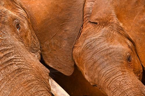Twee rode olifanten in diagonale close-up