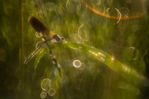 Banded demoiselle at sunrise with flare