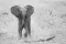Baby-olifant frontaal met gespreide oren 
