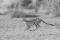 Rennende jachtluipaard in Tsavo East tijdens Over Maneaters en Rode Olifanten fotosafari