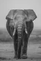 Badende olifant in frontaal oogcontact in Amboseli in Kenia in Afrika