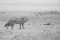 African golden wolf in Ngorongoro during 'Tanzania Wilderness Safari' photo safari