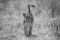 Leeuw in Selous tijdens Zuid-Tanzania Explorer fotosafari