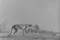 Jachtluipaard in Tsavo East tijdens Over Maneaters en Rode Olifanten fotosafari