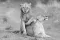 Leeuwenpaar in Ruaha tijdens Zuid-Tanzania Explorer fotosafari