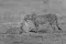 cheetahs cleaning each other