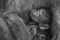 Baby baviaan zogend met gesloten ogen tegen vacht van buik van moeder mother in close-up
