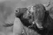 portret buffel