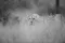 Cheetahs wandelen frontaal doorheen hoog dor gras