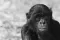 Bonobo close-up