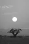 Zonsopgang en baobab in Tarangire in Tanzania
