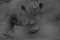 Close-up of white rhinos fighting in white dust